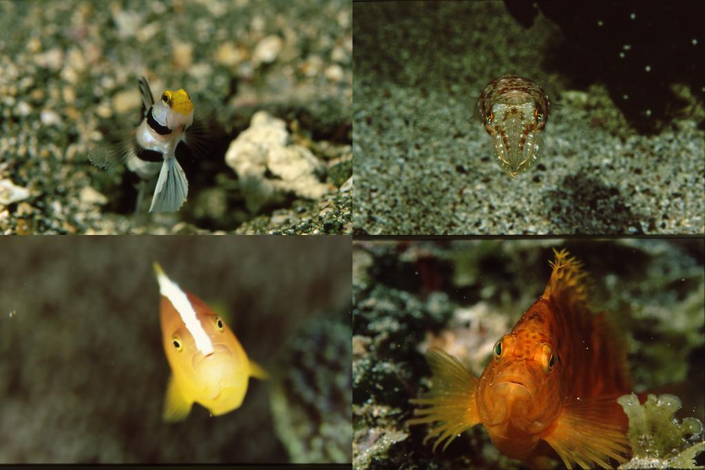 正面を向いた魚の写真(撮影:山本)